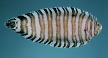 Image of Zebrias captivus (Convict zebra sole)